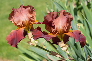 Bartiris, Iris barbata