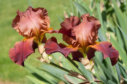 Bartiris, Iris barbata