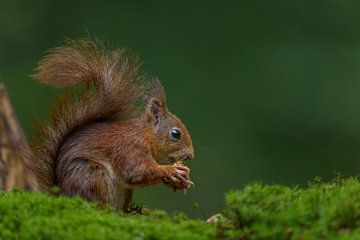 Eurasian red squirrel eating a walnut