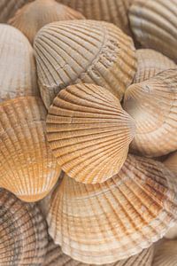 Warm strandgevoel! Schelpen in beige - oranje kleuren