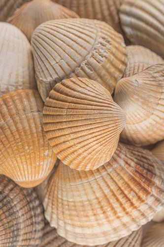 Warm strandgevoel! Schelpen in beige - oranje kleuren