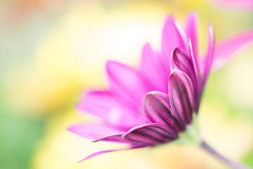 Close up van een paarse Spaanse Margriet van Patrick Verhoef