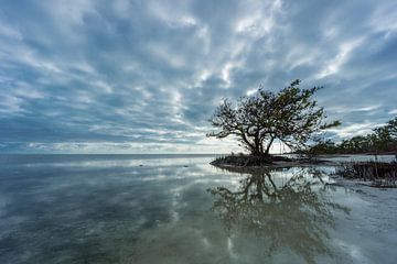 Verenigde Staten, Florida, Mangroveboom weerspiegelt in stil oceaanwater van adventure-photos