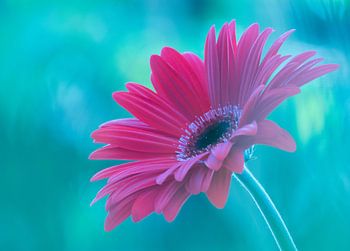 Pink Gerbera