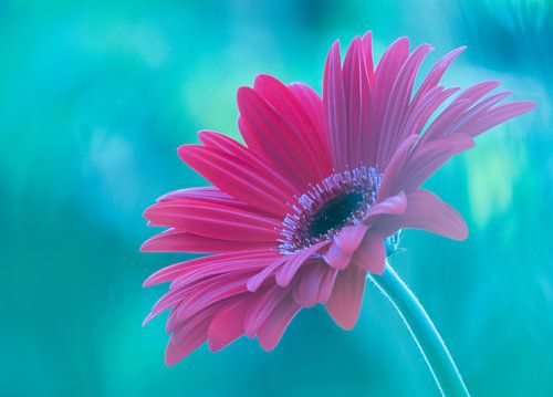 Rosa Gerbera