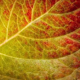 Couleurs d'automne 3 : pittoresque sur Jaap Tanis