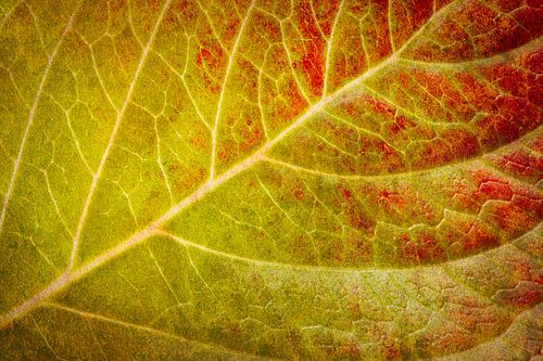 Herbstfarben 3 – malerisch