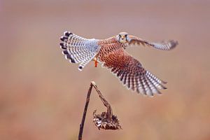 een vrouwelijke torenvalk (Falco tinnunculus) tijdens de vlucht opstijgend van een zonnebloem van Mario Plechaty Photography