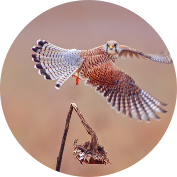 een vrouwelijke torenvalk (Falco tinnunculus) tijdens de vlucht opstijgend van een zonnebloem