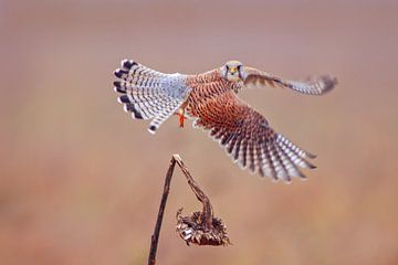 ein weiblicher Turm Falke (Falco tinnunculus) im Flug beim Start von einer Sonnenblume von Mario Plechaty Photography
