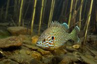 sunfish in spawning blanket by Arthur de Bruin thumbnail