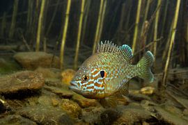sunfish in spawning blanket by Arthur de Bruin