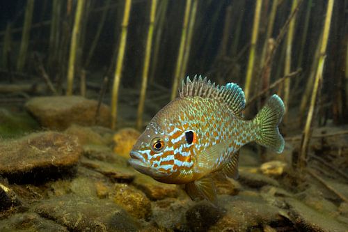 sunfish in spawning blanket