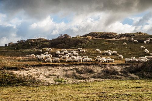 Kudde schapen in hollandse duinen met dramatische lucht