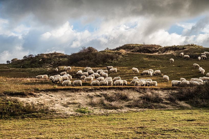 Kudde schapen in hollandse duinen met dramatische lucht van MICHEL WETTSTEIN
