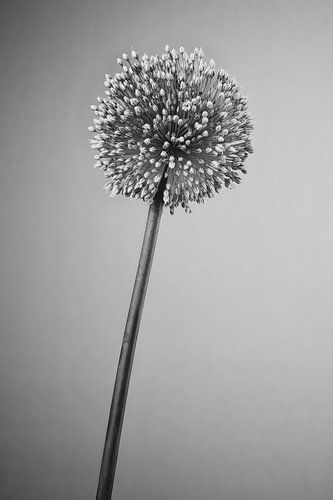 Bloeiende Allium
