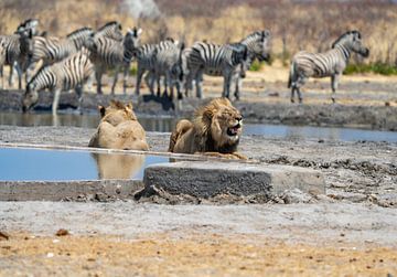Löwenpaar an einem Wasserloch in Namibia, Afrika von Patrick Groß