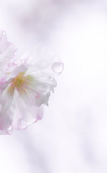 Sakura-Saison von Jan Eijk