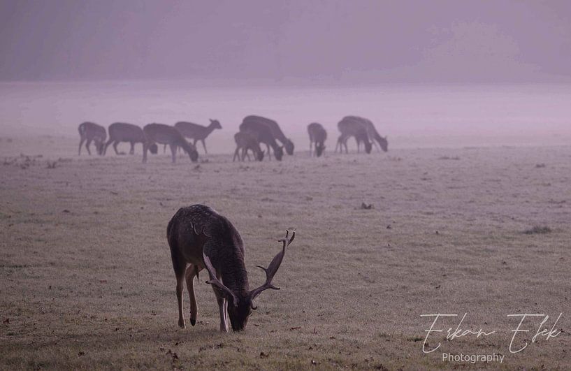 Mystischer Hirsch von EFFEKTPHOTOGRAPHY.nl