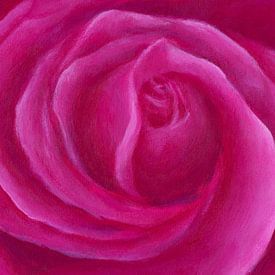 Pink rose spiral by Karen Kaspar