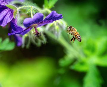 Honey bee approaching a cranesbill flower by ManfredFotos