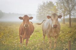 So Dutch . Koeien in de mist . Awarded picture.