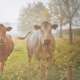 Si hollandais . Vaches dans le brouillard . sur Saskia Dingemans Awarded Photographer