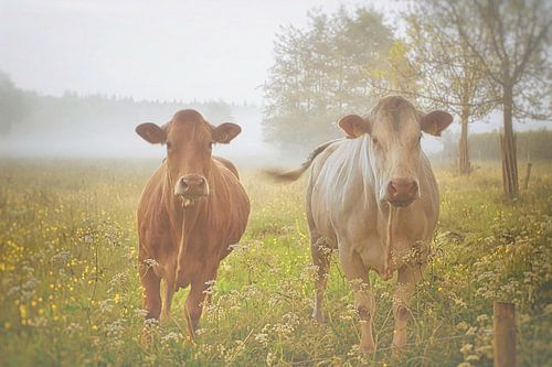 Si hollandais . Vaches dans le brouillard .