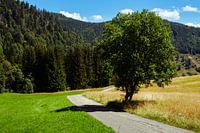 Schmale verlassene Straße mit Baum