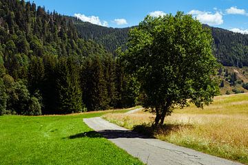 Narrow deserted road with tree by Steven Van Aerschot