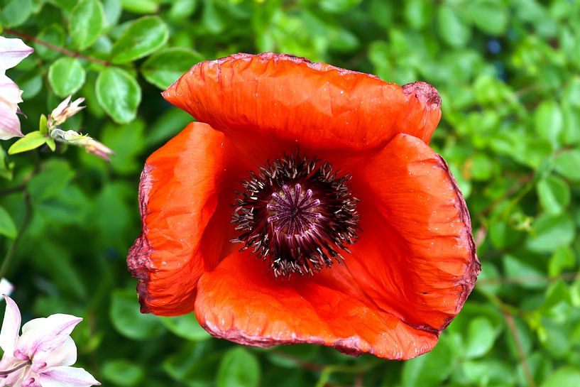 Red corn poppy flower against green background by MPfoto71