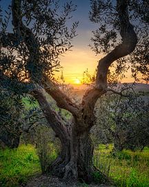 Olivier et soleil couchant à Santa Luce, Toscane sur Stefano Orazzini