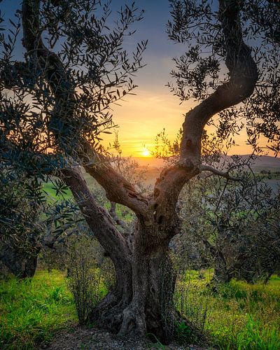 Olijfboom en ondergaande zon in Santa Luce, Toscane
