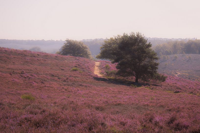 Sprookjesachtige Paarse Heide (Ochtend) van PPS Fotografie