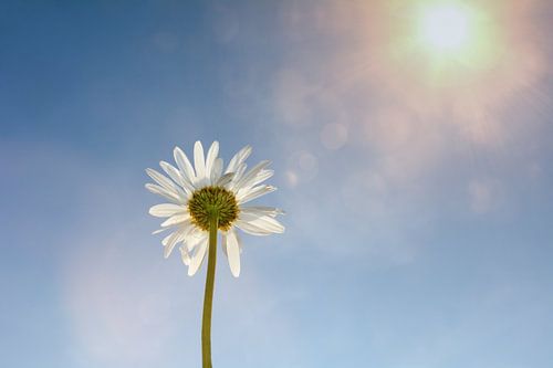 Marguerite