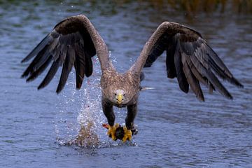 european bald eagle frontal by Egon Zitter