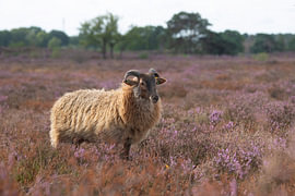 Ein Schaf mit Hörnern aus der Schafherde des Naturschutzgebiets „Het Goois“ von Birgitte Bergman