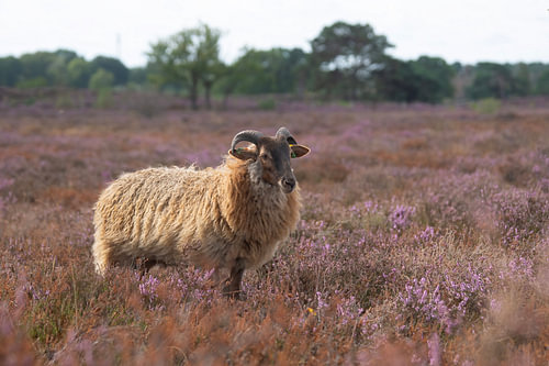 Un mouton à cornes du troupeau de la réserve naturelle du Goois