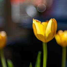La floraison touche à sa fin sur Hanneke Luit