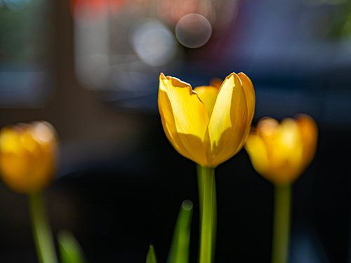 La floraison touche à sa fin sur Hanneke Luit