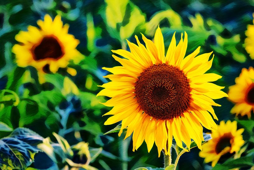Sonnenblume von Andreas Müller