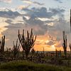Sunrise on Bonaire between the cacti by Bas Ronteltap