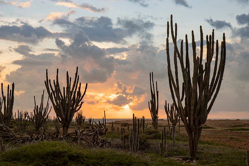 Sunrise on Bonaire between the cacti