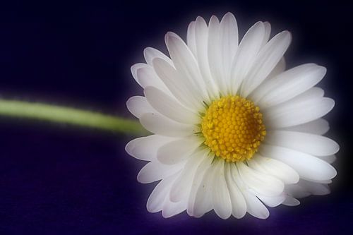 Daisy