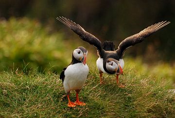 Papageientaucher (Fratercula arctica) in Runde, Norwegen.