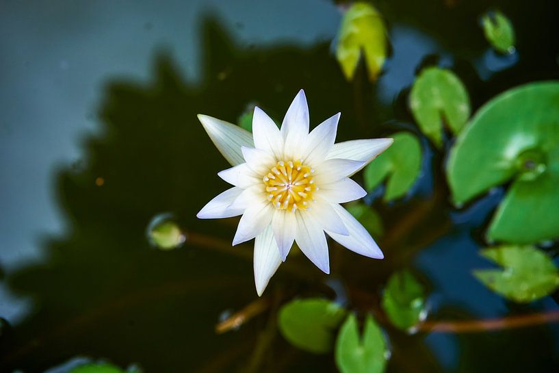 Une fleur de lotus par Martijn Stoppels