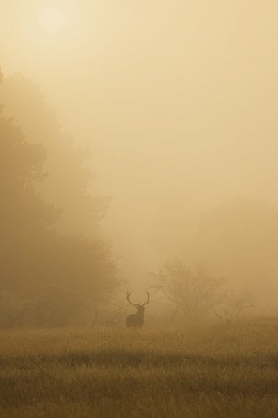Deer in the fog by Justin Bos