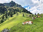 Ontspannen slapende koeien op een groene alpenweide met bergen van Robert Styppa thumbnail