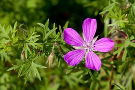 Fleur violette