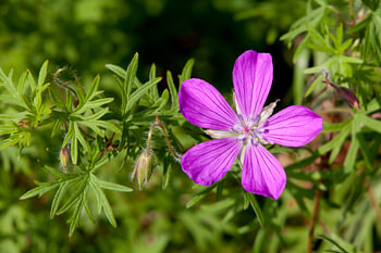 Fleur violette